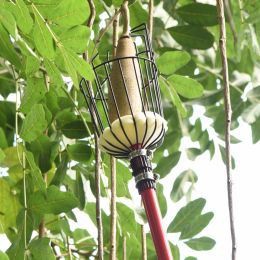 ¿A qué debo prestar atención al cosechar manzanas?