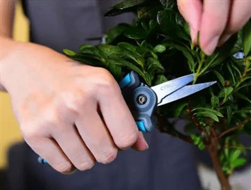 ¿Por qué lanzamos las tijeras nuevas y más grandes?