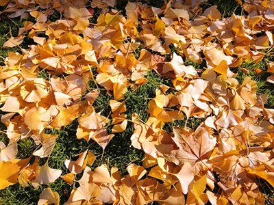 Otoño en los jardines europeos: cosecha, poda y preparación para el invierno