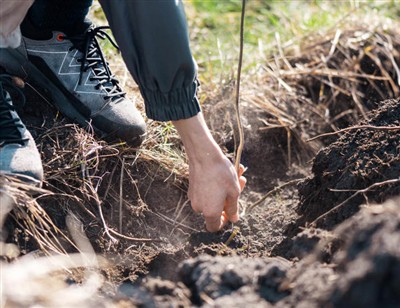 Pasos divertidos para profundizar en las raíces